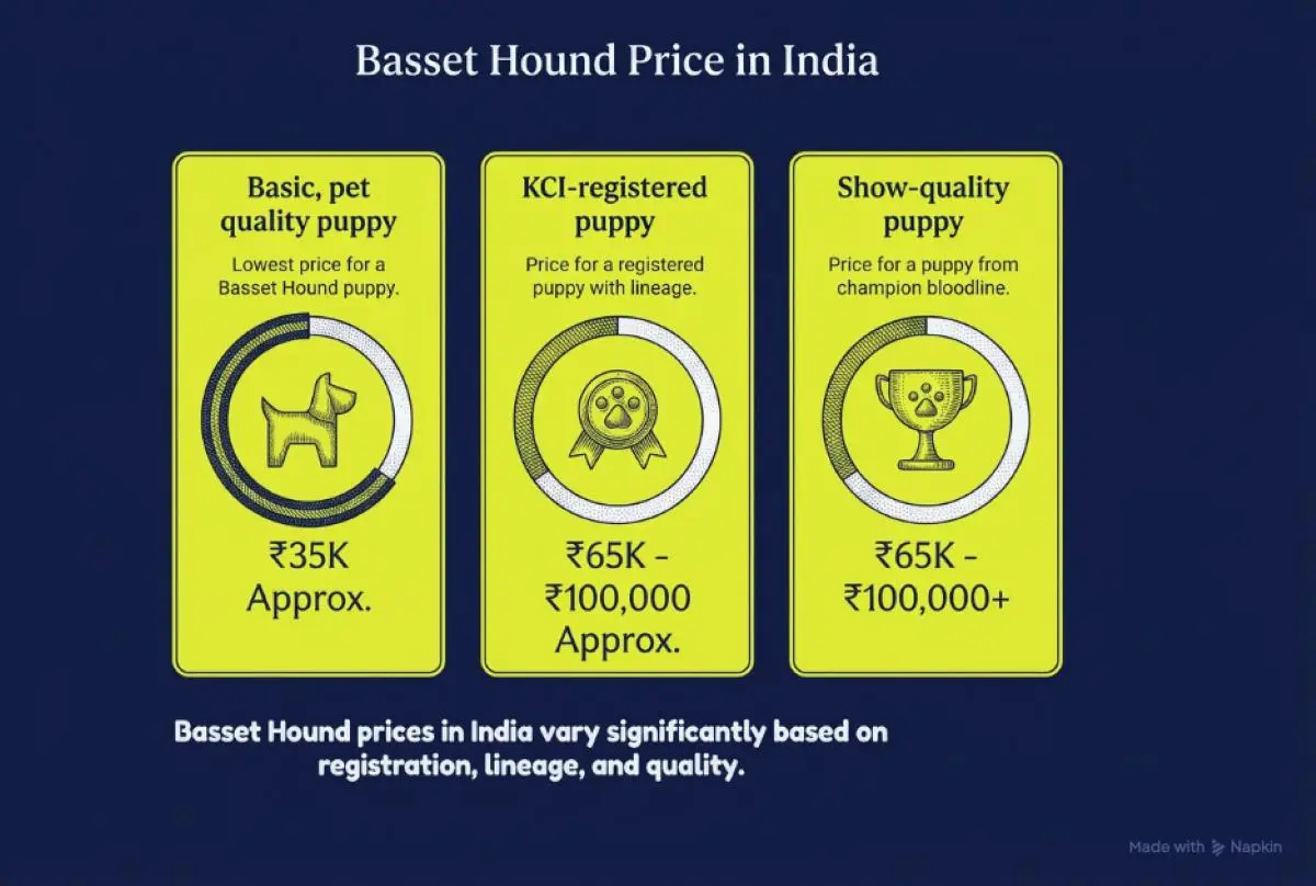 Basset Hound Price in India - Infographic image.