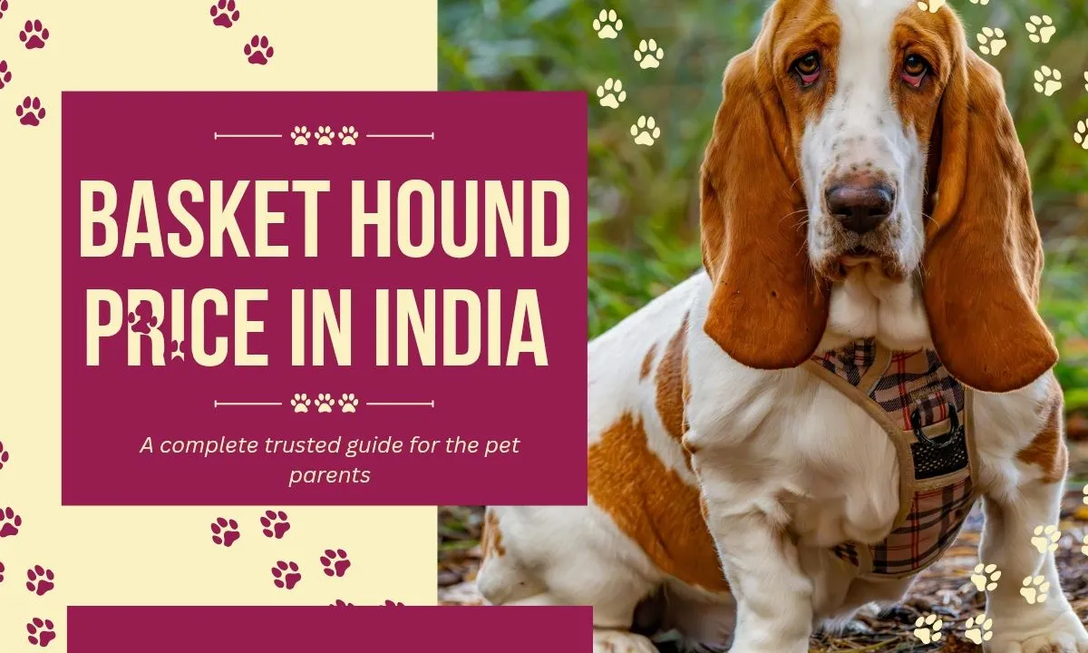 Basset Hound Price in India