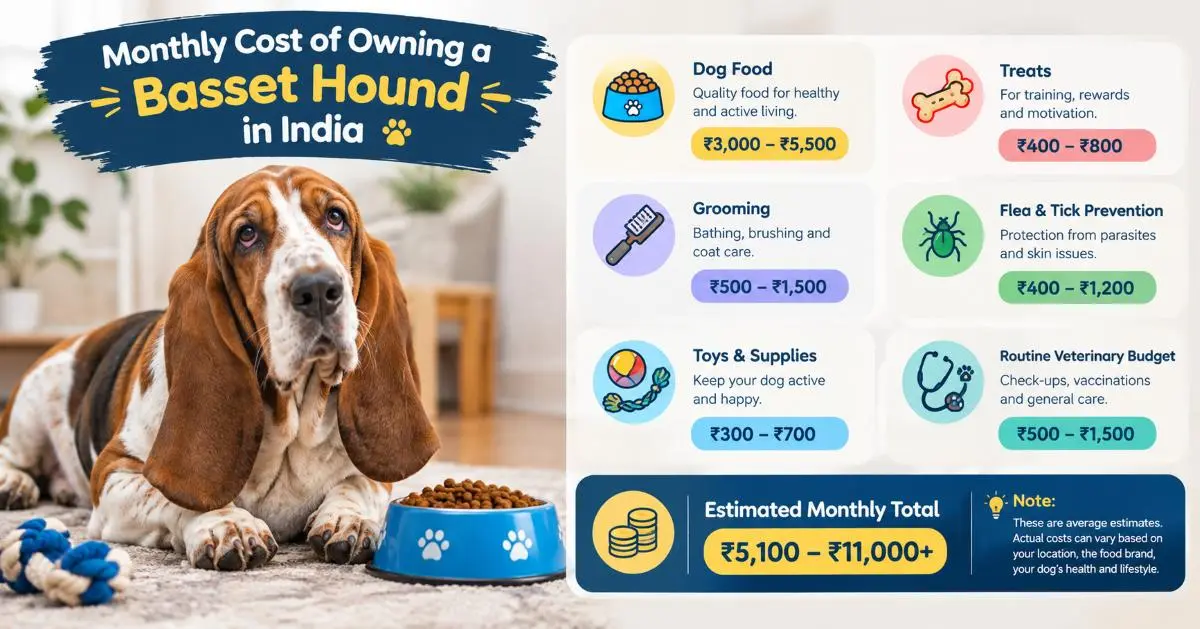 Monthly Cost of Owning a Basset Hound in India - Infographic Image.