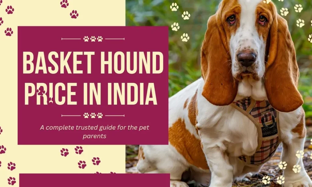 Basset Hound Price in India